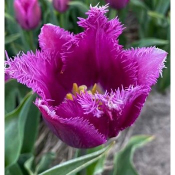 Bulbi lalele San Luiz - Pachet 5 bucăți, bulbi mari, 12/+ Bulbi lalele San Luiz - Pachet 5 bucăți, bulbi mari, 12/+