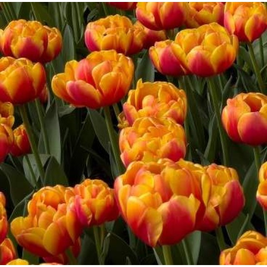 Bulbi lalele Shell - Pachet 5 bucăți