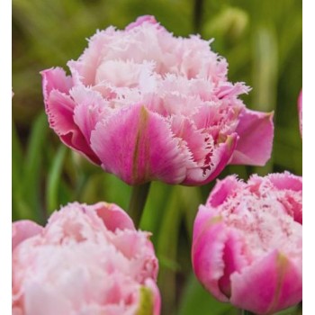 Bulbi lalele Sugar Crystal - Pachet 5 bucăți Bulbi lalele Sugar Crystal - Pachet 5 bucăți