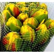 Bulbi lalele Vuelta - Pachet 5 bucăți, bulbi mari, 12/+ Bulbi lalele Vuelta - Pachet 5 bucăți, bulbi mari, 12/+