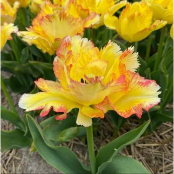 Bulbi lalele Caribbean Parrot - Pachet 5 bucăți