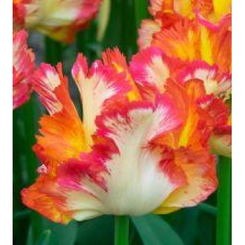 Bulbi lalele Caribbean Parrot - Pachet 5 bucăți