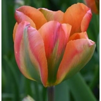 Bulbi lalele Orange Marmelade - Pachet 5 bucăți