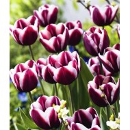 Bulbi lalele Fontainebleau - Pachet 5 bucăți