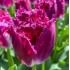 Bulbi lalele Purple Crystal - Pachet 5 bucăți Bulbi lalele Purple Crystal - Pachet 5 bucăți