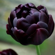 Bulbi lalele Black Hero - Pachet 5 bucăți Bulbi lalele Black Hero - Pachet 5 bucăți