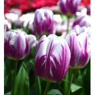 Bulbi lalele Flaming Flag - Pachet 5 bucăți Bulbi lalele Flaming Flag - Pachet 5 bucăți