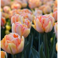 Bulbi lalele Foxy Foxtrot - Pachet 5 bucăți Bulbi lalele Foxy Foxtrot - Pachet 5 bucăți