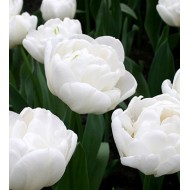 Bulbi lalele Mondial - Pachet 5 bucăți