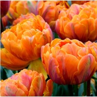 Bulbi lalele Orange Princess - Pachet 5 bucăți