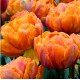 Bulbi lalele Orange Princess - Pachet 5 bucăți