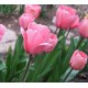 Bulbi lalele Pink Impresssion - Pachet 5 bucăți, flori foarte MARI!