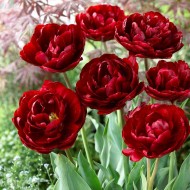 Bulbi lalele Uncle Tom - Pachet 5 bucăți Bulbi lalele Uncle Tom - Pachet 5 bucăți