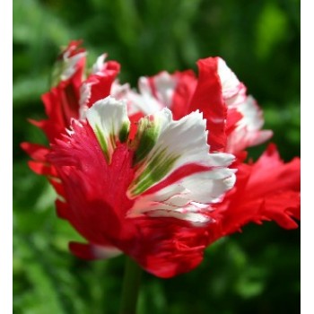 Bulbi lalele Estella Rijnveld - Pachet 5 bucăți