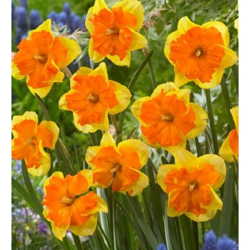 Bulbi narcise Congress - Pachet 3 bucați Bulbi narcise Congress - Pachet 3 bucați