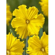 Bulbi narcise Gold Disc - Pachet 3 bucăți, bulbi mari, 14/16