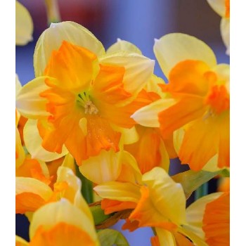 Bulbi narcise Mondragon - Pachet 3 bucăți