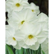 Bulbi narcise Stainless - Pachet 3 bucăți, bulbi mari Bulbi narcise Stainless - Pachet 3 bucăți, bulbi mari