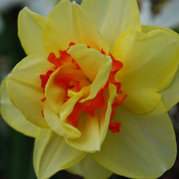 Bulbi narcise Tahiti - Pachet 3 bucați, bulbi MARI