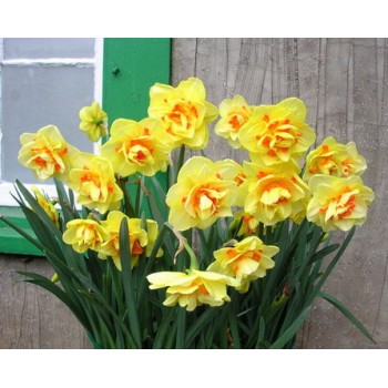 Bulbi narcise Tahiti - Pachet 3 bucați, bulbi MARI Bulbi narcise Tahiti - Pachet 3 bucați, bulbi MARI