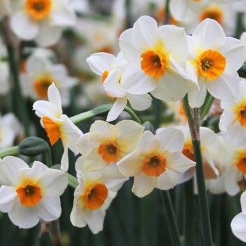 Bulbi narcise Beautiful Eyes - Pachet 3 bucăți, mai multe flori pe tulpina Bulbi narcise Beautiful Eyes - Pachet 3 bucăți, mai multe flori pe tulpina