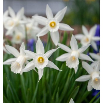 Bulbi narcise Elka - Pachet 3 bucăți Bulbi narcise Elka - Pachet 3 bucăți