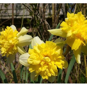Bulbi narcise Full House - Pachet 3 bucăți, bulbi FOARTE MARI