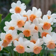 Bulbi narcise Iwona - Pachet 3 bucăți Bulbi narcise Iwona - Pachet 3 bucăți