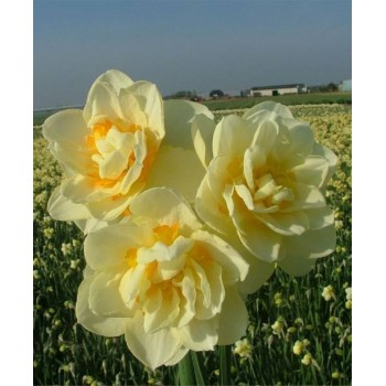 Bulbi narcise Manly - Pachet 3 bucăți