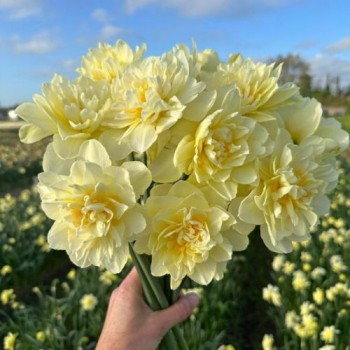 Bulbi narcise Manly - Pachet 3 bucăți