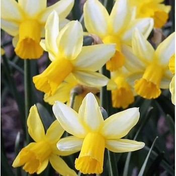 Bulbi narcise Mother Duck - Pachet 3 bucăți