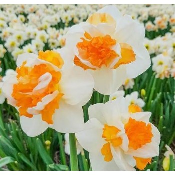 Bulbi narcise Peach Prince - Pachet 3 bucăți Bulbi narcise Peach Prince - Pachet 3 bucăți