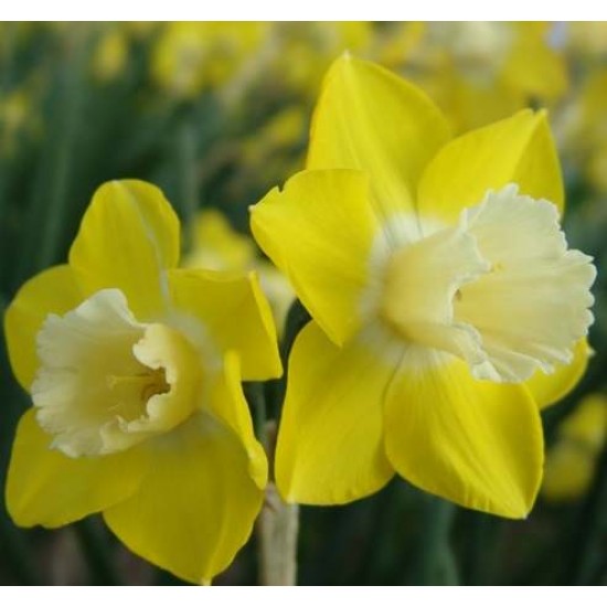 Bulbi narcise Pipit - Pachet 3 bucăți Bulbi narcise Pipit - Pachet 3 bucăți