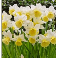 Bulbi narcise Pre Party - Pachet 3 bucăți