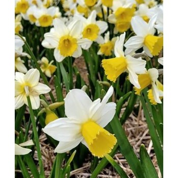 Bulbi narcise Pre Party - Pachet 3 bucăți Bulbi narcise Pre Party - Pachet 3 bucăți