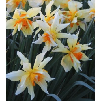 Bulbi narcise Richard Bennet - Pachet 3 bucăți