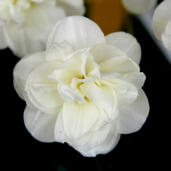 Bulbi narcise Rose of May - Pachet 3 bucăți, soi istoric, premiat