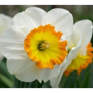 Bulbi narcise Roulette - Pachet 3 bucăți