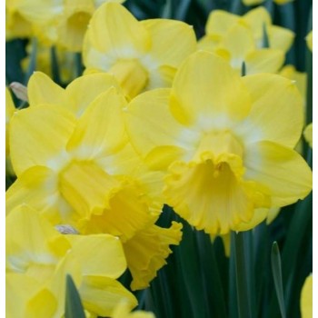 Bulbi narcise Sabatini - Pachet 3 bucăți