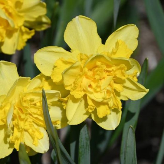 Bulbi narcise Spring Paradijs - Pachet 3 bucăți