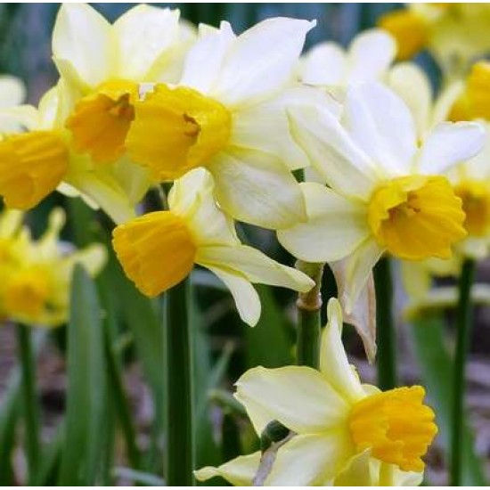 Bulbi narcise Spring Sunshine - Pachet 3 bucăți, mai multe flori pe tulpină