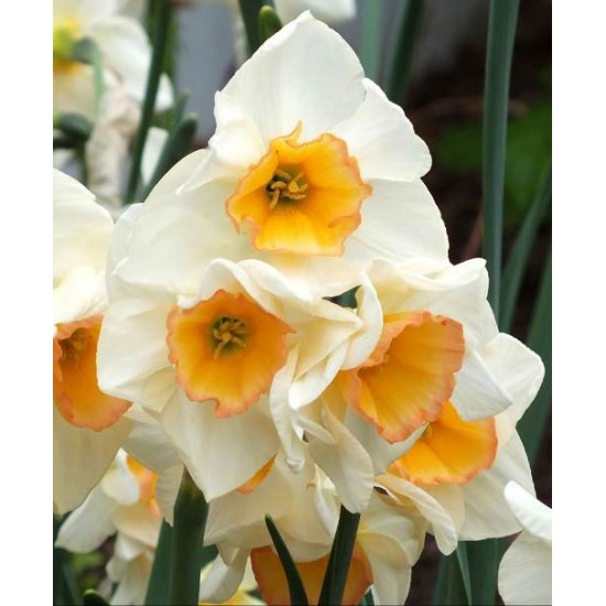 Bulbi narcise Yazz - Pachet 3 bucăți Bulbi narcise Yazz - Pachet 3 bucăți