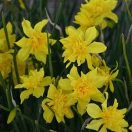 Bulbi narcise odorus flore pleno - Pachet 3 bucăți