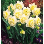 Bulbi narcise White Lion - Pachet 3 bucați