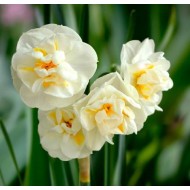 Bulbi narcise Abba - Pachet 3 bucăți Bulbi narcise Abba - Pachet 3 bucăți