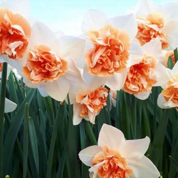 Bulbi narcise Candy Princess - Pachet 3 bucăți Bulbi narcise Candy Princess - Pachet 3 bucăți