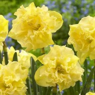 Bulbi narcise Sailorman - Pachet 3 bucăți