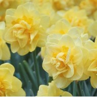 Bulbi narcise Sherborne - Pachet 3 bucăți