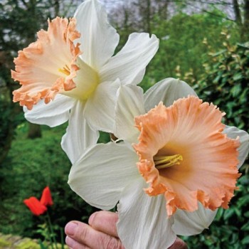 Bulbi narcise British Gamble - Pachet 3 bucăți, flori FOARTE MARI! Bulbi narcise British Gamble - Pachet 3 bucăți, flori FOARTE MARI!