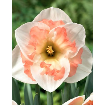 Bulbi narcise Pink Wonder - Pachet 3 bucați Bulbi narcise Pink Wonder - Pachet 3 bucați